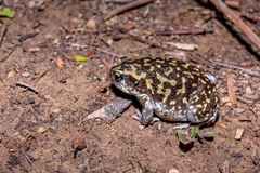 Uperodon systoma