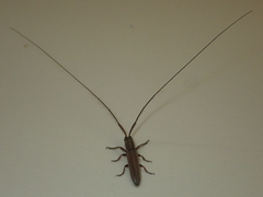 Pothyne rugifrons