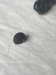 Microchrysa flavicornis