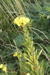 Oenothera