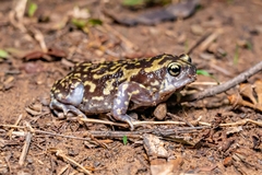 Uperodon systoma