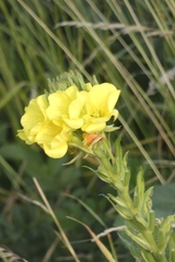 Oenothera