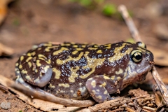 Uperodon systoma