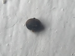 Microchrysa flavicornis