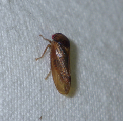 Iassus lanio