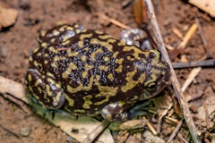 Uperodon systoma