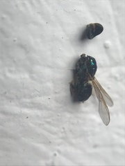 Microchrysa flavicornis