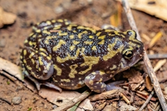 Uperodon systoma