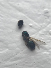 Microchrysa flavicornis