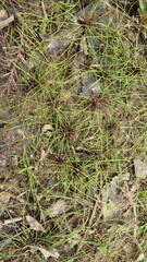 Eleocharis baldwinii
