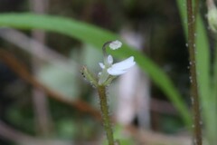 Stylidium tenerum