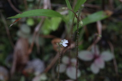 Stylidium tenerum
