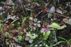 Stylidium tenerum