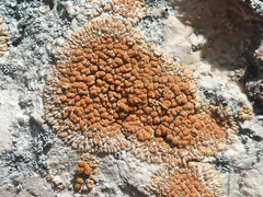 Calogaya clauzadeana