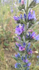Echium vulgare