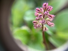 Tofieldia coccinea
