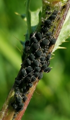 Aphis fabae cirsiiacanthoidis