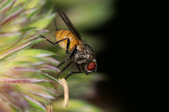 Thricops semicinereus