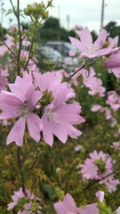 Malva moschata