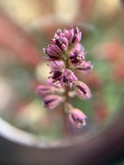 Tofieldia coccinea