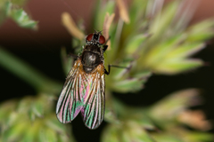 Thricops semicinereus