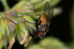 Thricops semicinereus