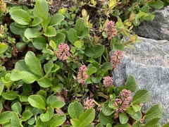 Tofieldia coccinea
