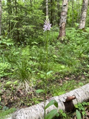 Dactylorhiza fuchsii