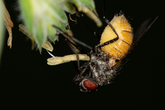 Thricops semicinereus