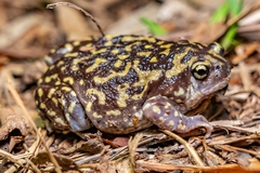 Uperodon systoma