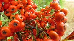 Pyracantha fortuneana