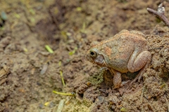 Sphaerotheca