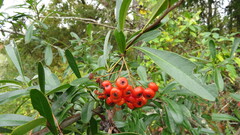 Pyracantha fortuneana