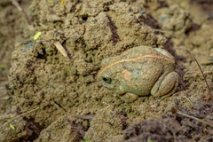 Sphaerotheca