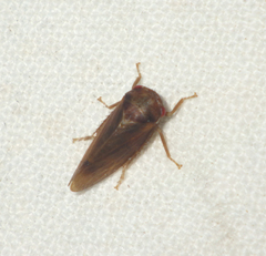 Iassus lanio