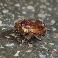 Holochelus