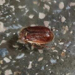 Holochelus