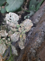 Epilachna varivestis