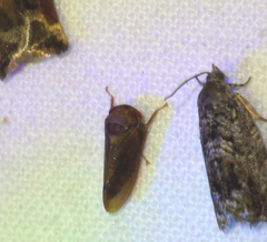 Iassus lanio