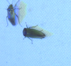 Iassus lanio