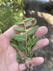 Lobelia concolor