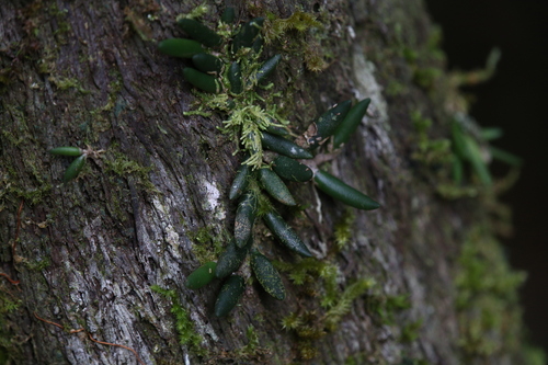 Image of Dendrobium lichenastrum by (c) Hugo Innes, some rights reserved (CC BY)