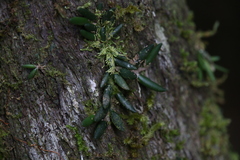 Dendrobium lichenastrum