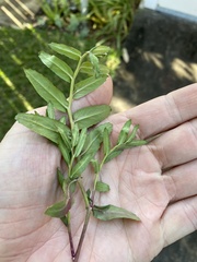Lobelia concolor