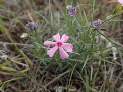 Phlox longifolia
