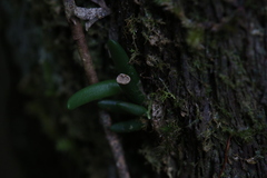 Dendrobium lichenastrum