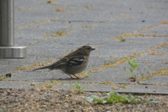 Fringilla coelebs