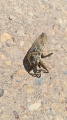 Lethocerus patruelis