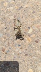 Lethocerus patruelis