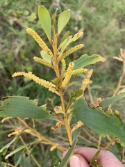 Acacia crassa